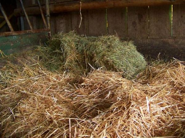Jane's nighttime hay